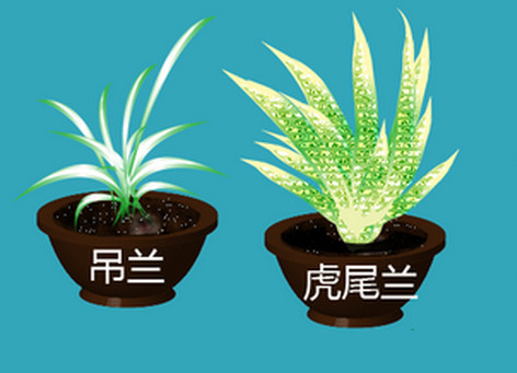 净化室内空气的植物/