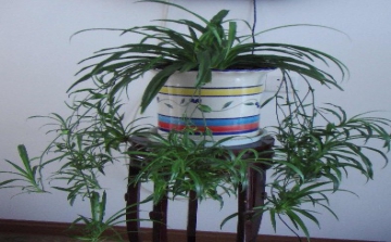 可将甲醛挥扫一去不复返的十种植物